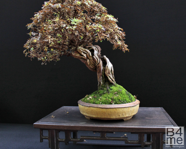 potentilla bonsai